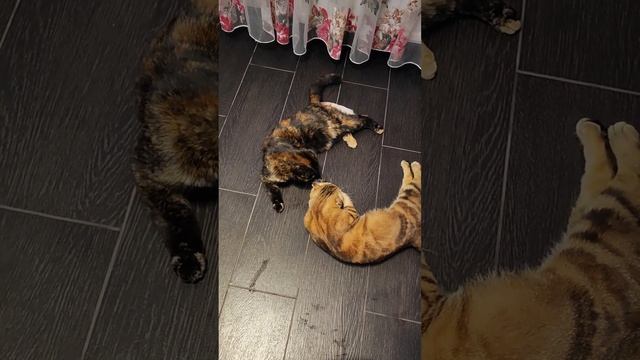 Но только ТЫ - рыба моей мечты ☺✨ смотреть онлайн