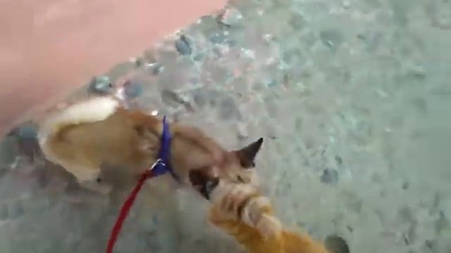 Тошан и кошан смотреть онлайн