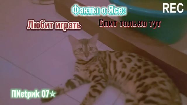 😁💚Котики и кошки! 4 часть! "Яся" 💚😁 смотреть онлайн