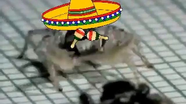 Sombrero Spider смотреть онлайн