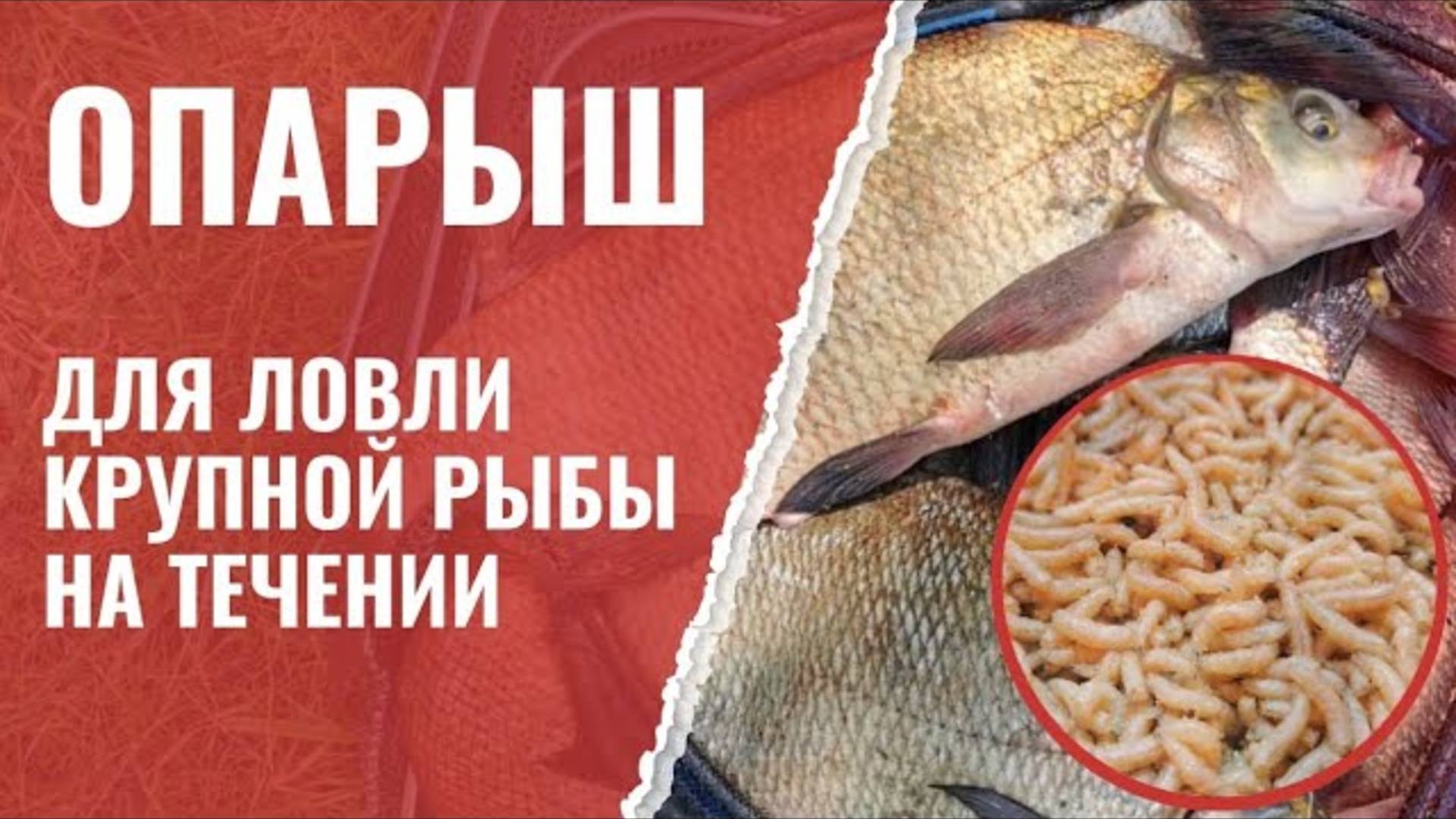 Опарыш - лучшая добавка в прикормку для ловли крупной рыбы на течении смотреть онлайн