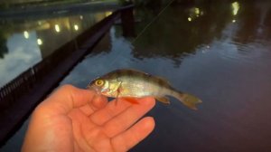 Новинка BLACK ADDER NANO от 0.5 до 1 г. Апгрейд.