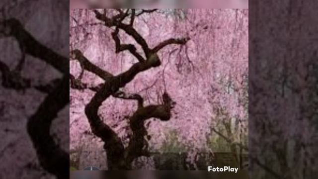 Весна (Лилия Собко(с)) смотреть онлайн