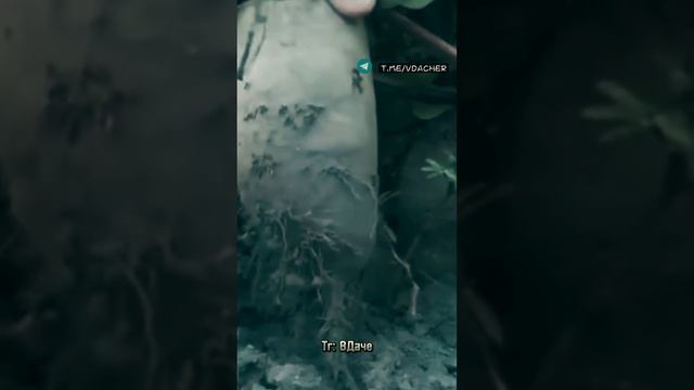 Не вздумайте поливать свеклу солью для сладости ❌#дача #сад #огород