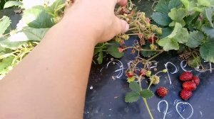 Земляника садовая ремонтантная Гора Эверест.