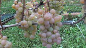 Виноград Розовый жемчуг