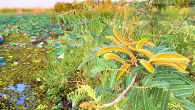 Giant Sensitive Plant | Mimosa Pigra | Tropical Plants | Mimosa Pigra Tree With Brown Fruit