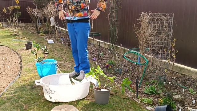 Высаживаю морозники из ГОРШКА в ГРУНТ. смотреть онлайн