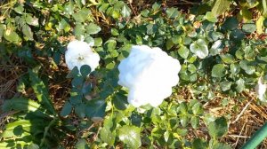 Почвопокровная роза Kastelruther Spatzen