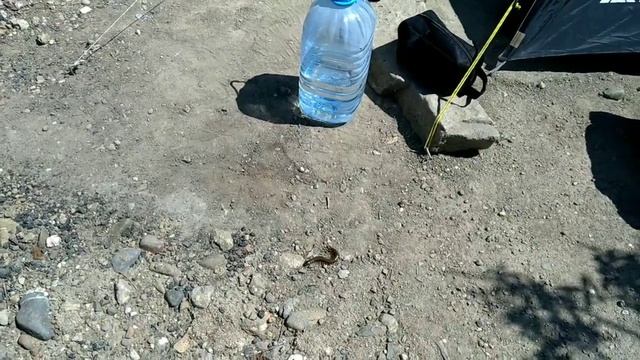 Меганом, купания, сколопендра, и пр. смотреть онлайн
