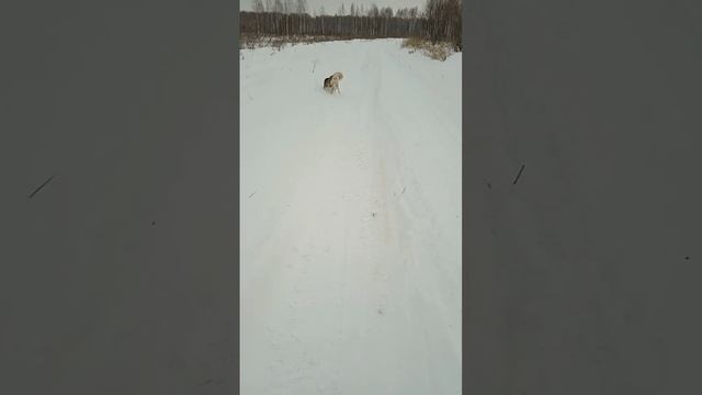 Быстрая как пуля смотреть онлайн