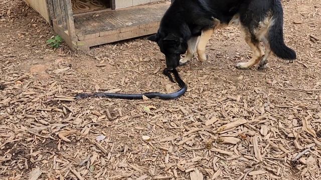 МОИ ОВЧАРКИ ЗАДАВИЛИ ЗМЕЯ ГАРЫНЫЧА // США смотреть онлайн