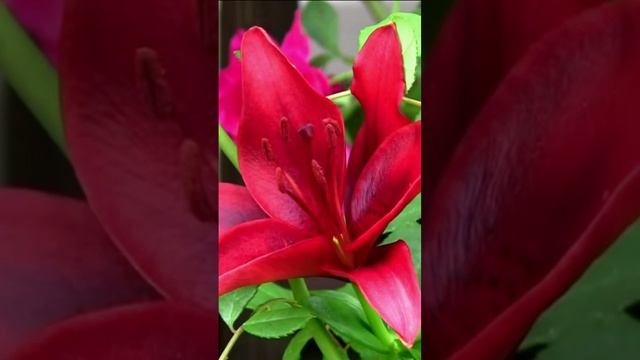 Лилия - цветок с особым блеском. Дмитрий Шлапак смотреть онлайн