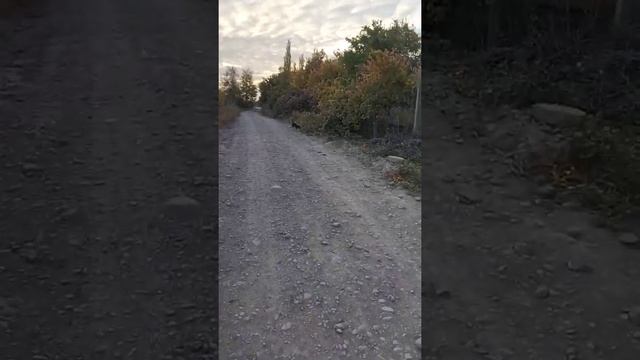 сабака хочет кушать мы нашли голодный сабаку смотреть онлайн