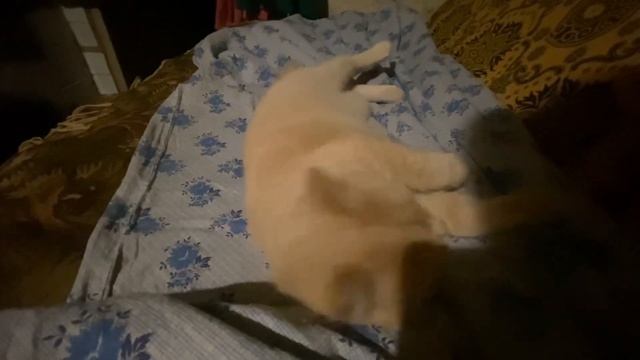 Готовлю овощное рагу.😄👩🍳 Что там делал?😄😺 Папу ждёт.🐶 смотреть онлайн