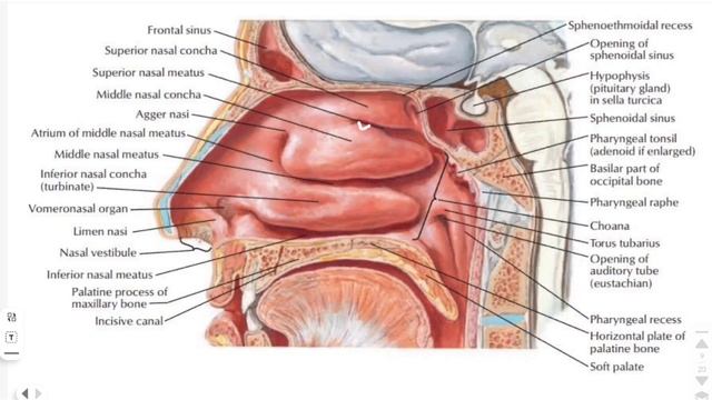 Burun Anatomiyasi | LOR Kursi Uchun | #imed #imedteam #lor #burun