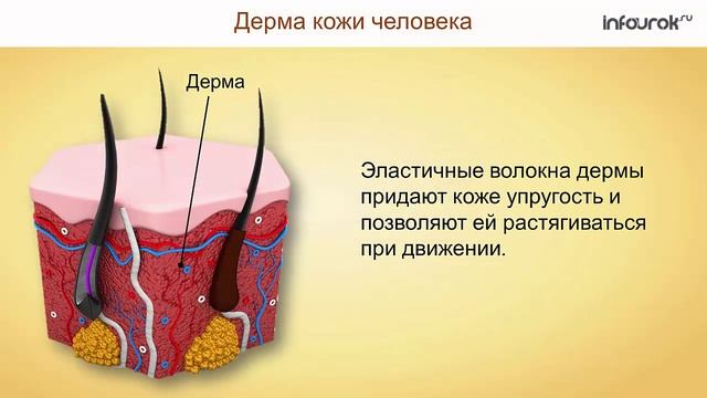 39. Наружные покровы тела. Строение и функции кожи смотреть онлайн