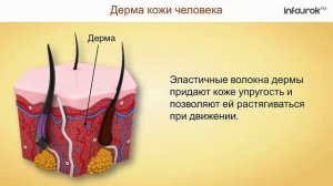 39. Наружные покровы тела. Строение и функции кожи