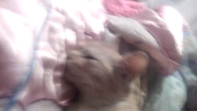 Ужасная новость !!!!!!! Кошка отравилась !! смотреть онлайн