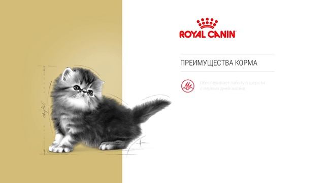 Persian Kitten смотреть онлайн