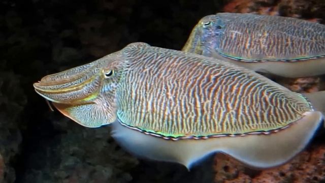 Sepia pharaonis - Cuttlefish in Aquarium смотреть онлайн