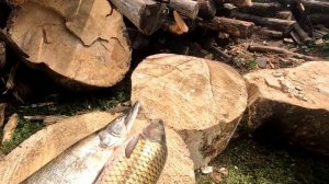 Рыба в дар от Бога через благодетеля. 07. 2023