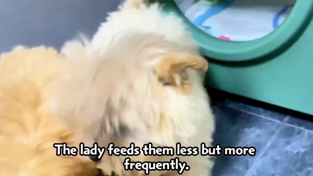 The Owner Drove And Abandoned Them Far Away. They Had To Search For Food In The Garbage Dump.