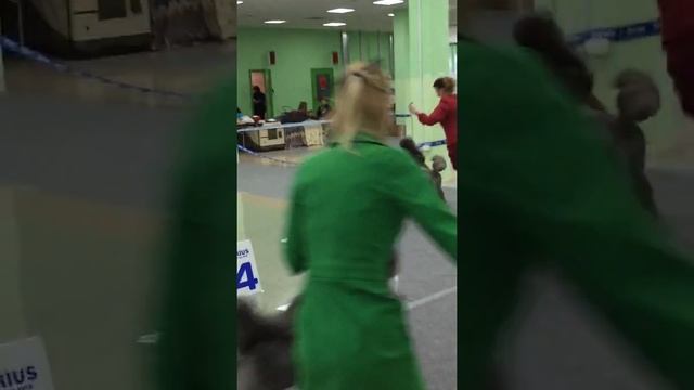 06.04.2019 CACIB Белгород смотреть онлайн