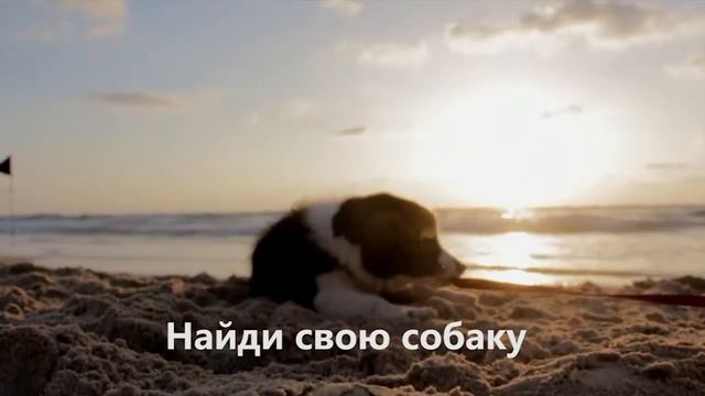 Найди свою собаку