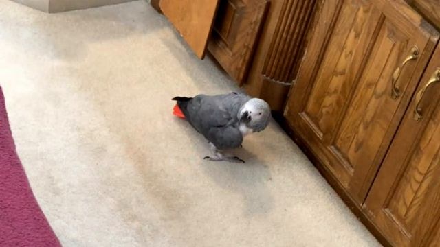 🔴🐦Einstein Parrot LIVE! 2/4/2024 смотреть онлайн