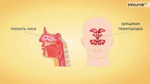 24. Дыхание и его значение. Органы дыхания