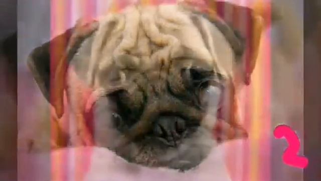 Топ 3 самых красивых собак