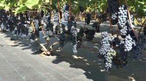 Виноград Баскуп глори 2024г. На 16.09 Br 22  Кусту 3й год.