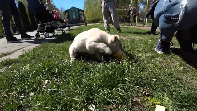 Как Дядя Джек CПАСАЛ брошенную СОБАКУ/Uncle Jack save puppy смотреть онлайн
