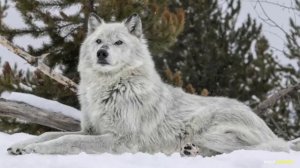 ⛔️МАТЁРЫЙ ВОЛК ПРОТИВ СОБАКИ! ПОЧЕМУ ВОЛК СИЛЬНЕЕ ЛЮБОЙ СОБАКИ. ВОЛК ПРОТИВ ПИТБУЛЯ.
