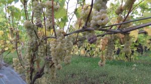 Виноград Прейри стар