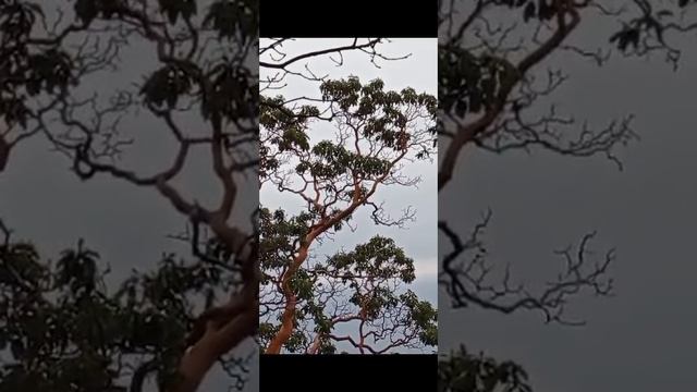 Ай-Никола. Солнечная тропа.03.01.22. смотреть онлайн