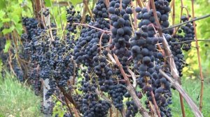 Виноград Зилга