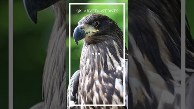 The gods of Ancient Egypt portrayed as animals смотреть онлайн