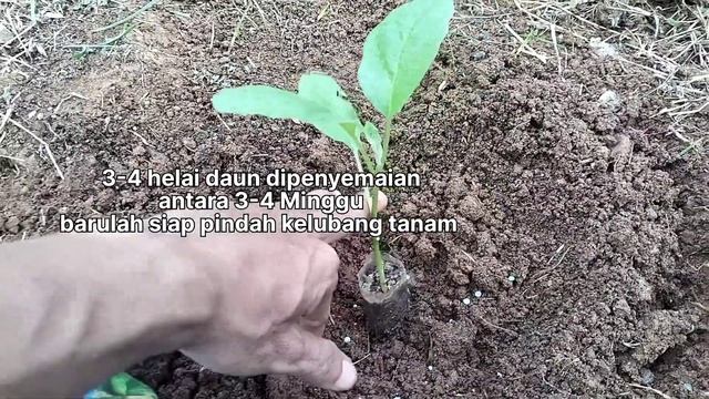 Cara Doping dan Dongkrak tanaman terong dari awal tanam смотреть онлайн