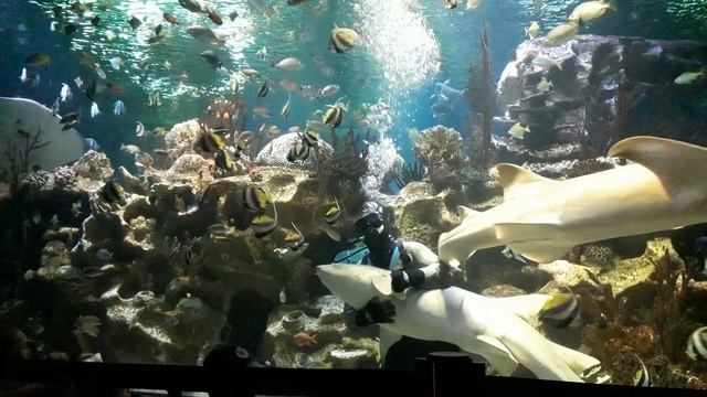 Санкт-Петербург. Куда пойти с детьми. Океанариум. Скат и акулы смотреть онлайн