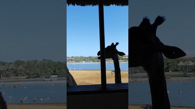 жираф на обеде в сафари парке Бангкока #бангкок #жираф смотреть онлайн