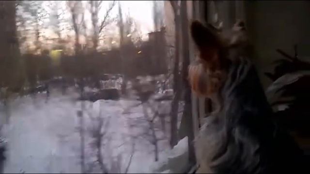 Кери - Кери - Злая собака ))) смотреть онлайн