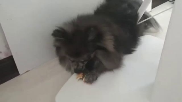 Моя собака ест