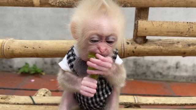 Baby Monkey Abi Makes A Smart Choice Between Strawberries And Grapes