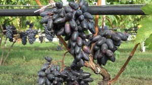 Виноград Худой