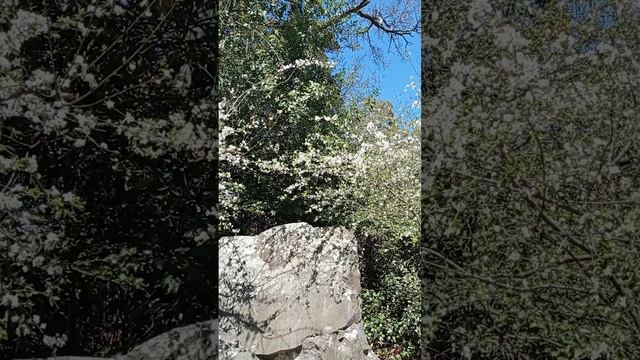 Цветение алычи. Весна 2022. смотреть онлайн