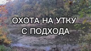 Охота на утку с подхода.