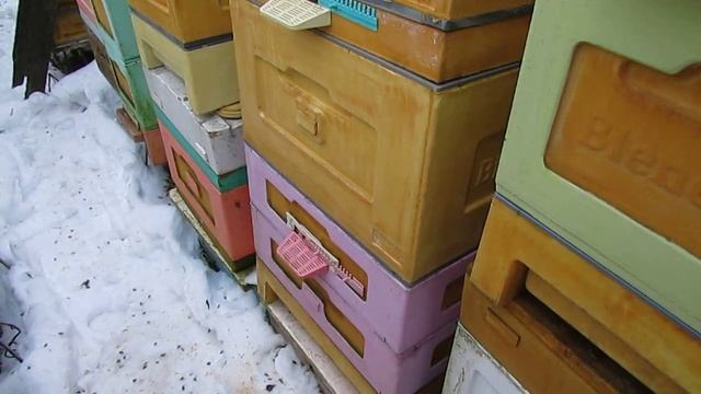 гибнут пчелы в декабре, вылетают на улицу и замерзают - 2, решаю проблему с вылетом, 22.12.2024 смотреть онлайн