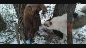 Охота на куницу капканами. Проверка капканов 12.12.2020. Рысь поймала лису.